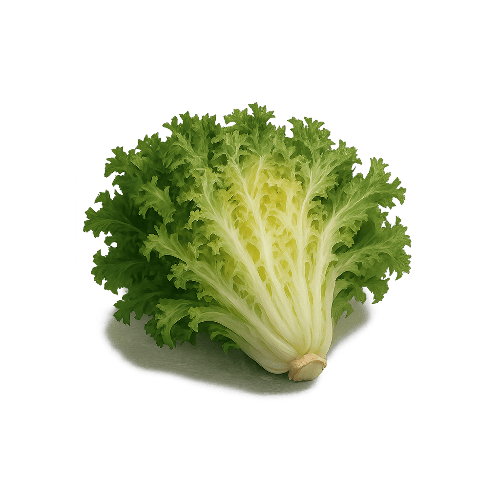 Endive: 17 kcal (71 kJ), Protein 1.25g, Carbs 3.35g, Fat 0.2g per 100g