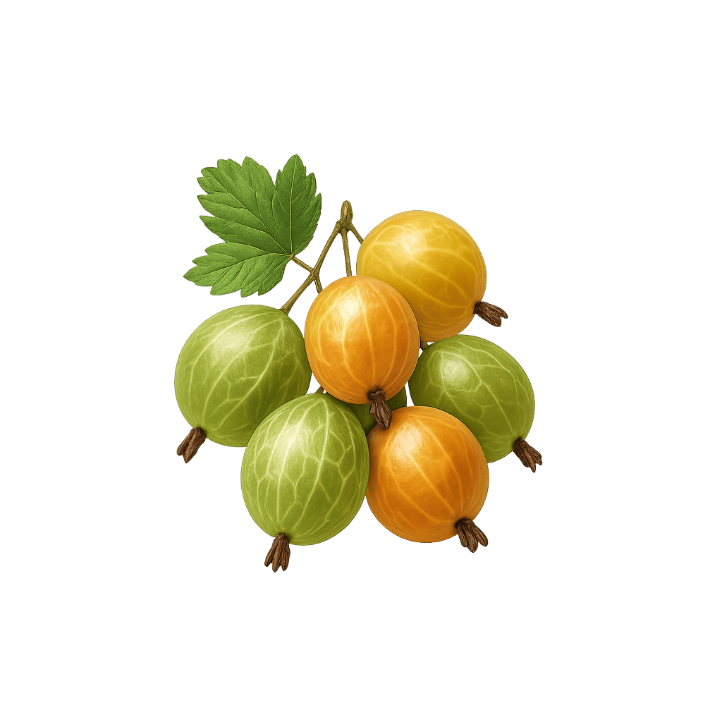 Gooseberries: 44 kcal (184 kJ), Protein 0.88g, Carbs 10.18g, Fat 0.58g per 100g